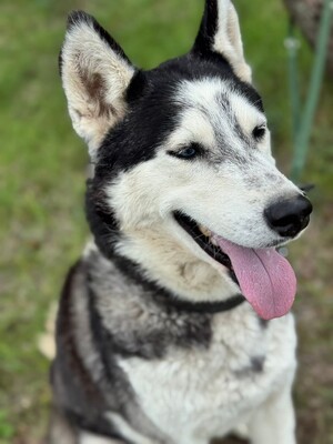 Spenot sucht eigenes Körbchen..., Husky-Mischling - Rüde