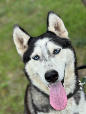 Spenot sucht eigenes Körbchen..., Husky-Mischling - Rüde