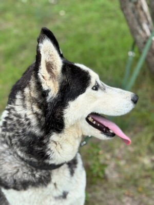 Spenot sucht eigenes Körbchen..., Husky-Mischling - Rüde