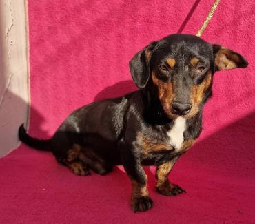 Spexter, Dackel - Mix - Rüde