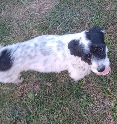 Spike, Mischling - Rüde