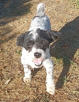 Spike, Mischling - Rüde