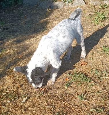 Spike, Mischling - Rüde
