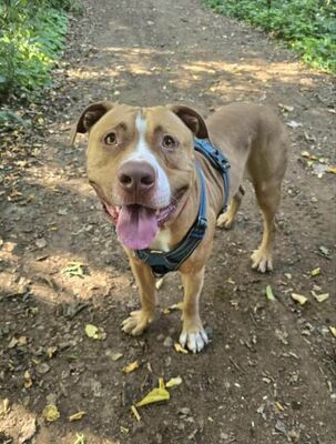 Spike junger Mastiff Mix Rüde sucht ein Zuhause