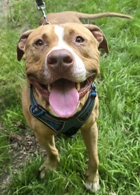 Spike junger Mastiff Mix Rüde sucht ein Zuhause, Mastiff Mix - Rüde