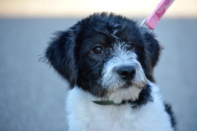 Spiky, Foxterrier-Beagle-Mischling Welpen - Rüde