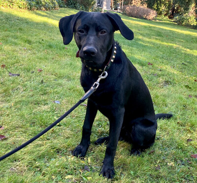 Spiky, Labbi-Mix - Rüde