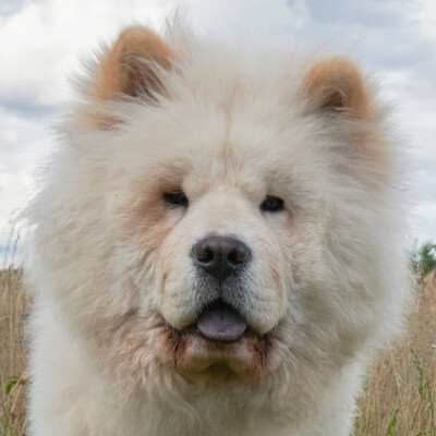 Spikylein, Chow-Chow - Rüde