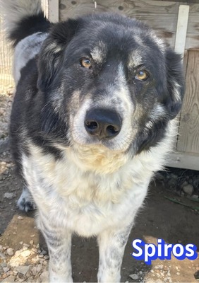Spiros, Mischling - Rüde