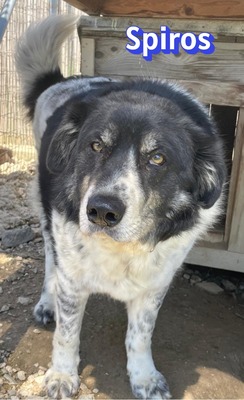 Spiros, Mischling - Rüde
