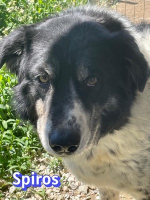Spiros, Mischling - Rüde