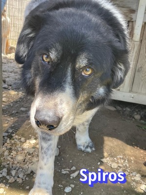 Spiros, Mischling - Rüde