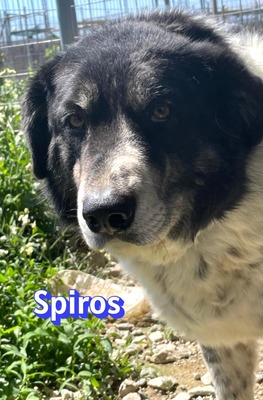 Spiros, Mischling - Rüde