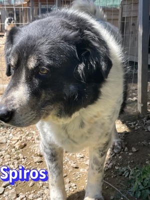 Spiros, Mischling - Rüde