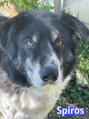 Spiros, Mischling - Rüde