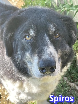 Spiros, Mischling - Rüde