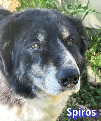 Spiros, Mischling - Rüde