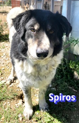 Spiros, Mischling - Rüde