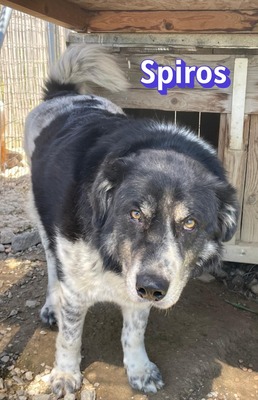 Spiros, Mischling - Rüde