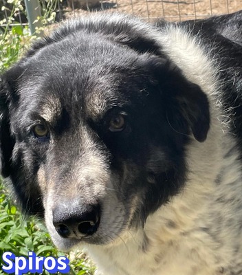 Spiros, Mischling - Rüde