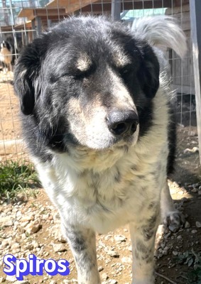 Spiros, Mischling - Rüde