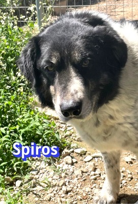 Spiros, Mischling - Rüde