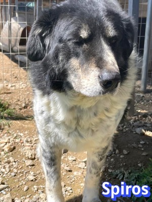 Spiros, Mischling - Rüde