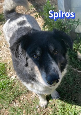 Spiros, Mischling - Rüde