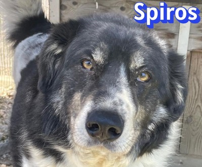 Spiros, Mischling - Rüde
