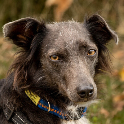 Spitzilein, Mischling - Hündin