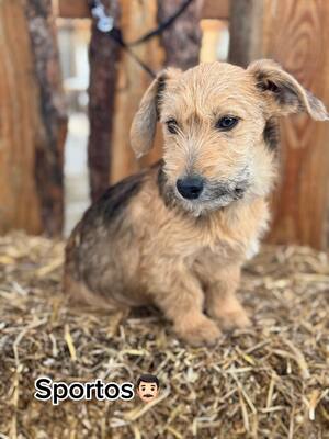 Sportos super süßer Welpe sucht...