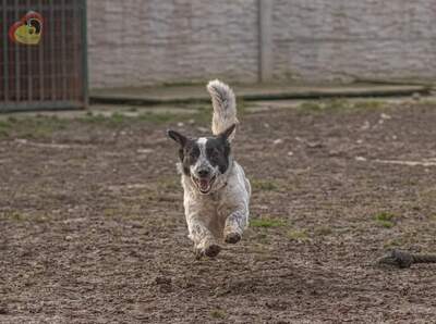 Spotty, Unbekannt - Rüde