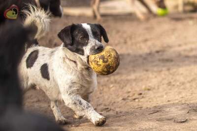 Spotty, Unbekannt - Rüde