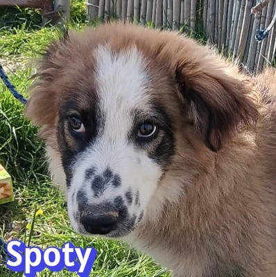 Spoty