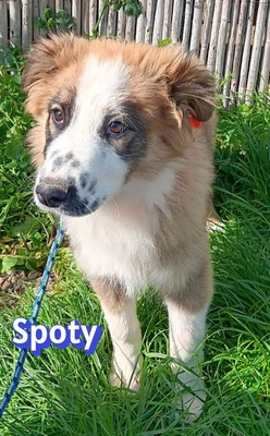 Spoty, Mischling Welpen - Rüde