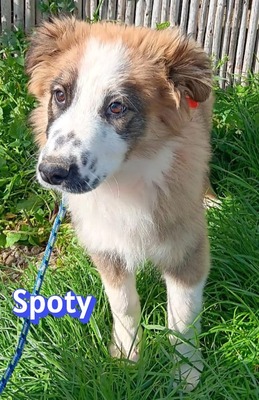 Spoty, Mischling Welpen - Rüde