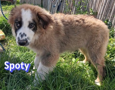 Spoty, Mischling Welpen - Rüde