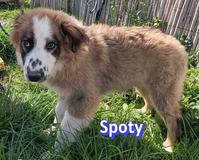 Spoty, Mischling Welpen - Rüde
