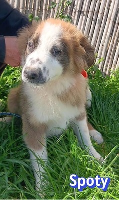 Spoty, Mischling Welpen - Rüde