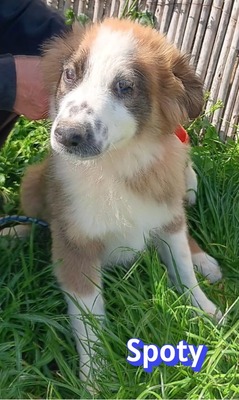 Spoty, Mischling Welpen - Rüde