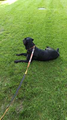 Spyde, Labrador - Rüde