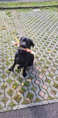 Spyde, Labrador - Rüde