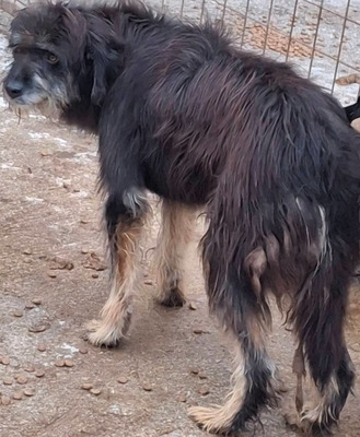 Stache wartet auf SEINE Familie-NOTFALL, Mischling - Rüde