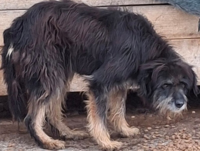Stache wartet auf SEINE Familie-NOTFALL, Mischling - Rüde