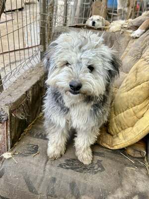 Stacy, unser fröhlicher Sonnenschein auf vier Pfoten