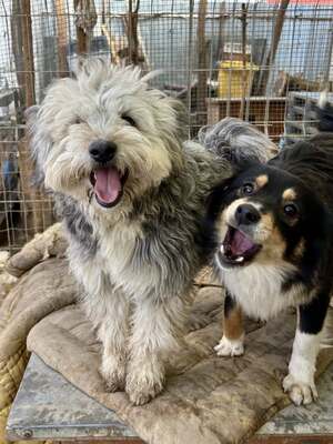 Stacy, unser fröhlicher Sonnenschein auf vier Pfoten, Mischling - Hündin