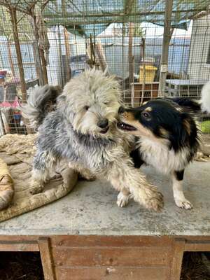 Stacy, unser fröhlicher Sonnenschein auf vier Pfoten, Mischling - Hündin
