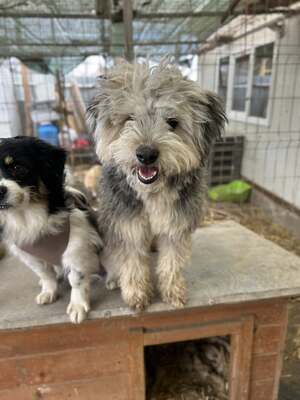 Stacy, unser fröhlicher Sonnenschein auf vier Pfoten, Mischling - Hündin