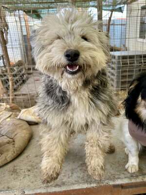 Stacy, unser fröhlicher Sonnenschein auf vier Pfoten, Mischling - Hündin