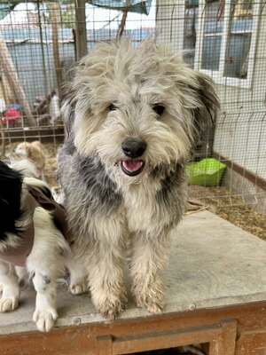 Stacy, unser fröhlicher Sonnenschein auf vier Pfoten, Mischling - Hündin